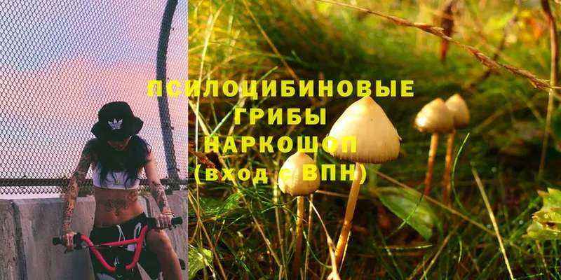 Галлюциногенные грибы Psilocybine cubensis  kraken ТОР  Кириллов 